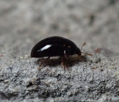 Phalacridae