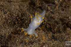 Ancula gibbosa