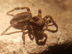Phlegra fasciata