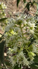 Koanophyllon simillimum