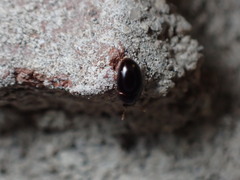 Phalacridae