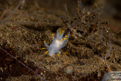 Ancula gibbosa