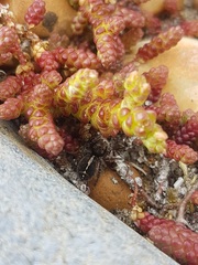 Pellenes tripunctatus