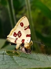 Anteros formosus