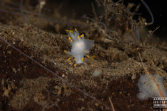 Ancula gibbosa