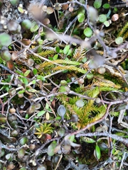 Phlegmariurus varius