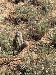 Echinocereus reichenbachii