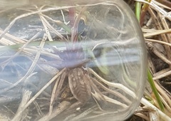 Haplodrassus dalmatensis