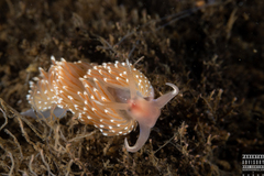 Facelina bostoniensis