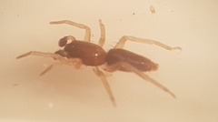 Clubiona subtilis