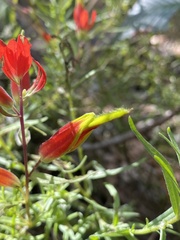 Castilleja integrifolia