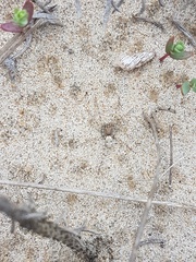 Arctosa perita
