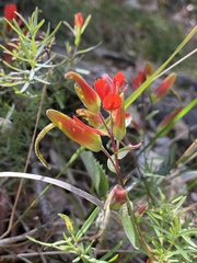 Castilleja integrifolia