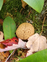 Scleroderma citrinum