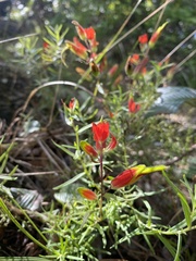 Castilleja integrifolia