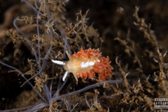 Coryphella monicae