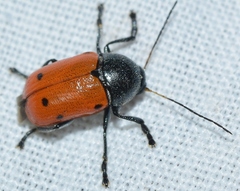 Cryptocephalus tristigma