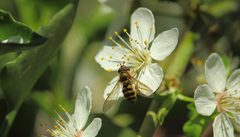 Syrphus reedi