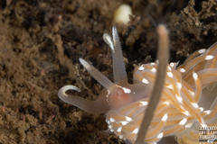 Facelina bostoniensis