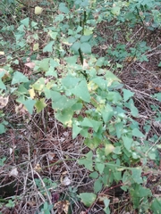 Persicaria perfoliata