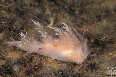 Dendronotus europaeus