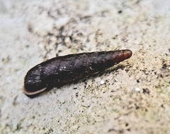 Clausilia