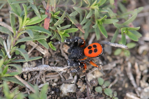 Ladybird Spider, Pińczów County, Poland, photo 10 of 10