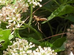 Polistes exclamans