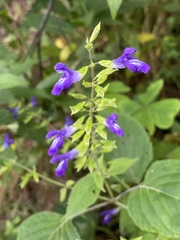 Salvia calderoniae