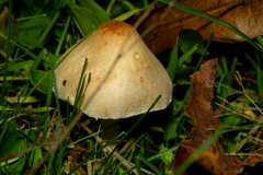 Lepiota oreadiformis