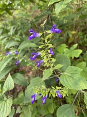 Salvia calderoniae