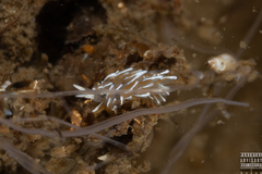 Favorinus blianus