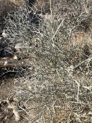 Psorothamnus spinosus