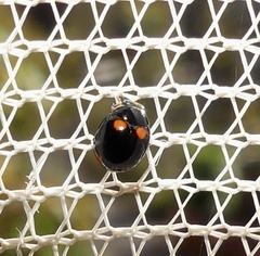 Brachiacantha quadripunctata