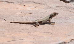 Uta stansburiana uniformis