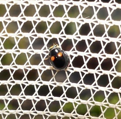 Brachiacantha quadripunctata