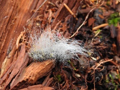 Phycomyces