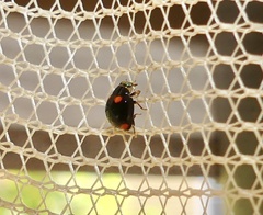 Brachiacantha quadripunctata