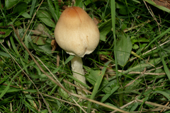 Lepiota oreadiformis
