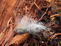 Phycomyces