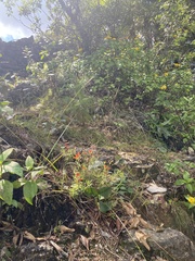 Castilleja integrifolia