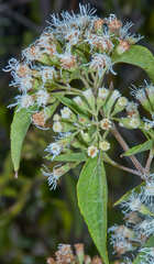 Koanophyllon simillimum