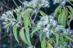 Koanophyllon simillimum
