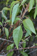 Koanophyllon simillimum