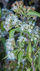 Koanophyllon simillimum