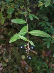Ligustrum vulgare
