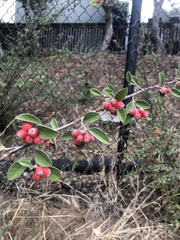 Cotoneaster franchetii