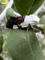 Tarache tetragona