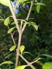 Ligustrum vulgare