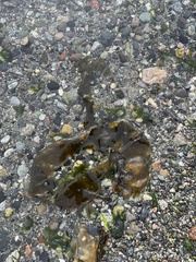 Saccharina latissima
